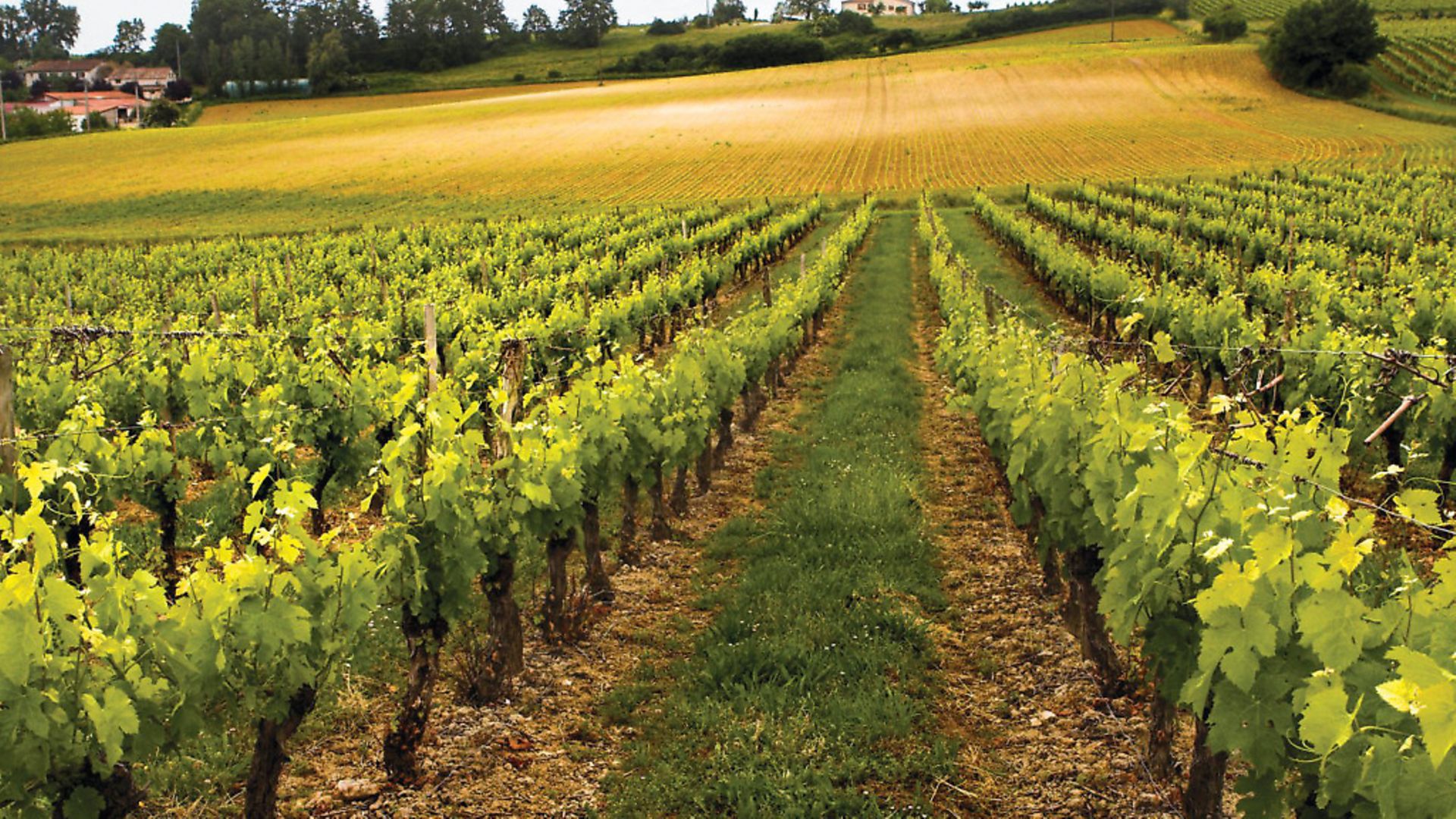 all-you-need-to-know-about-buying-a-vineyard-in-france-complete-france