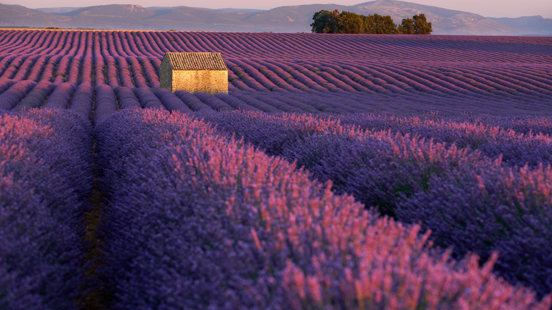 Where Is The Best Place To See Frances Lavender Fields Complete France