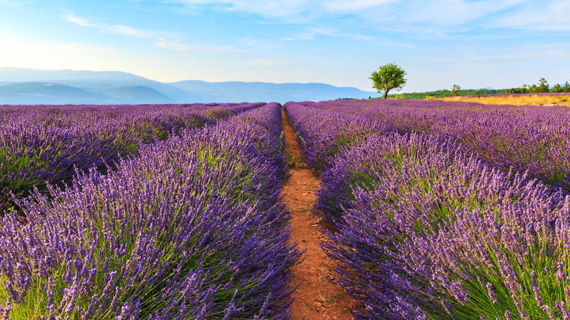 Lavender season in Provence Complete France