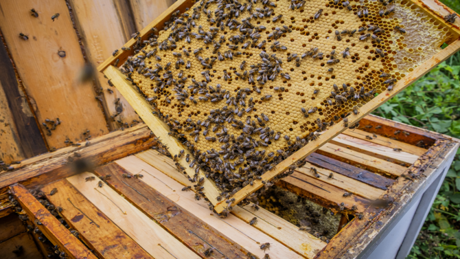 A Journey Through France’s Beekeeping Legacy: What You Need to Know